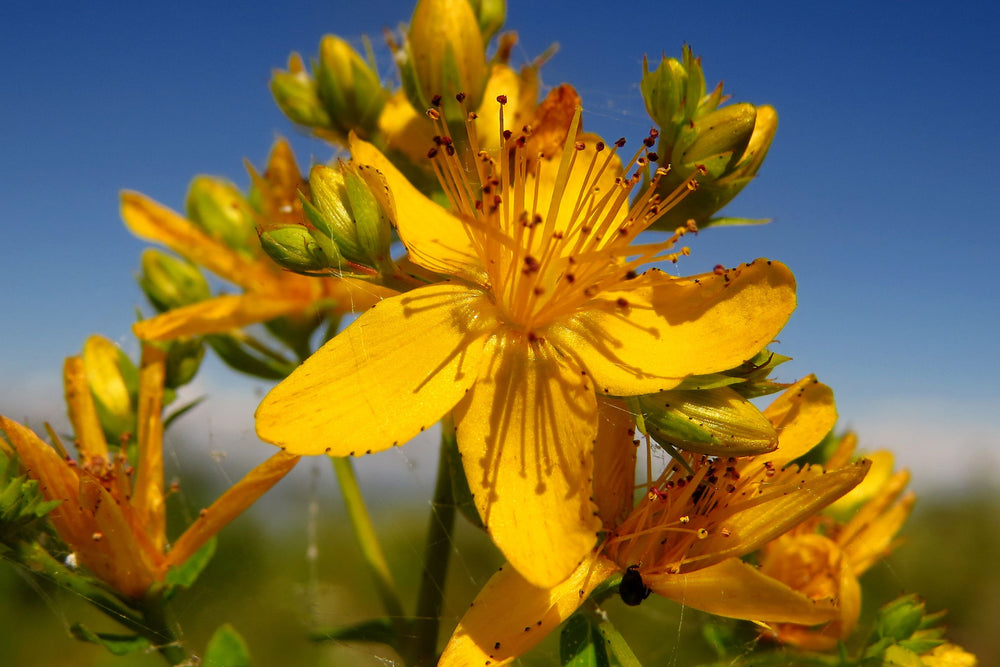 St John’s Wort flowers (Hypericum perforatum) used for its natural healing properties for calming sensitive skin and supporting menopausal symtoms and wellbeing.