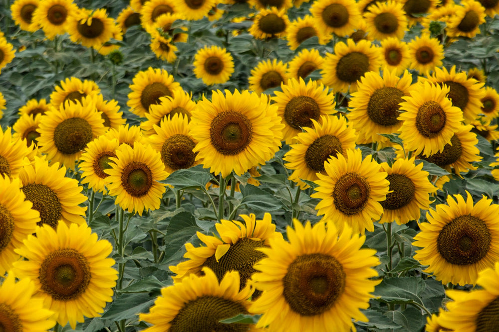 A vibrant field of blooming sunflowers the source of sunflower seed oil, known for its nourishing and antioxidant-rich benefits in skincare, beauty, health and wellness products.