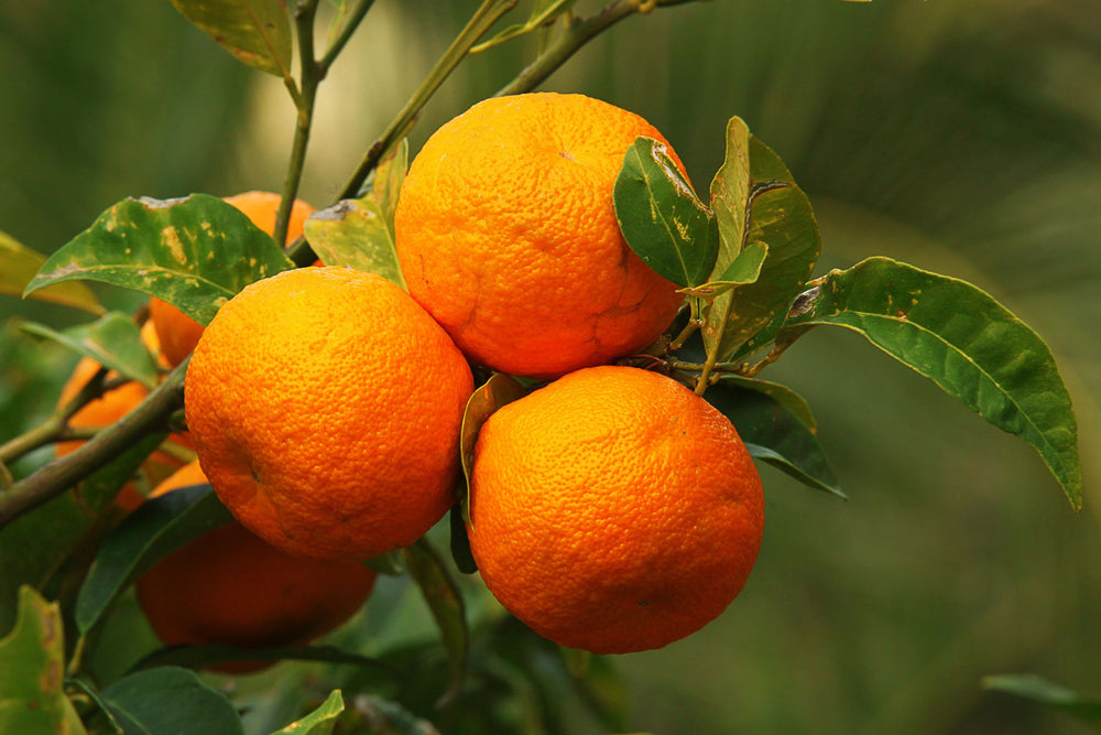 Sweet orange fruit, a natural source of citrus peel oil used in skincare, beauty and wellness products for its refreshing aromatic properties.