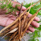  Shatavari root