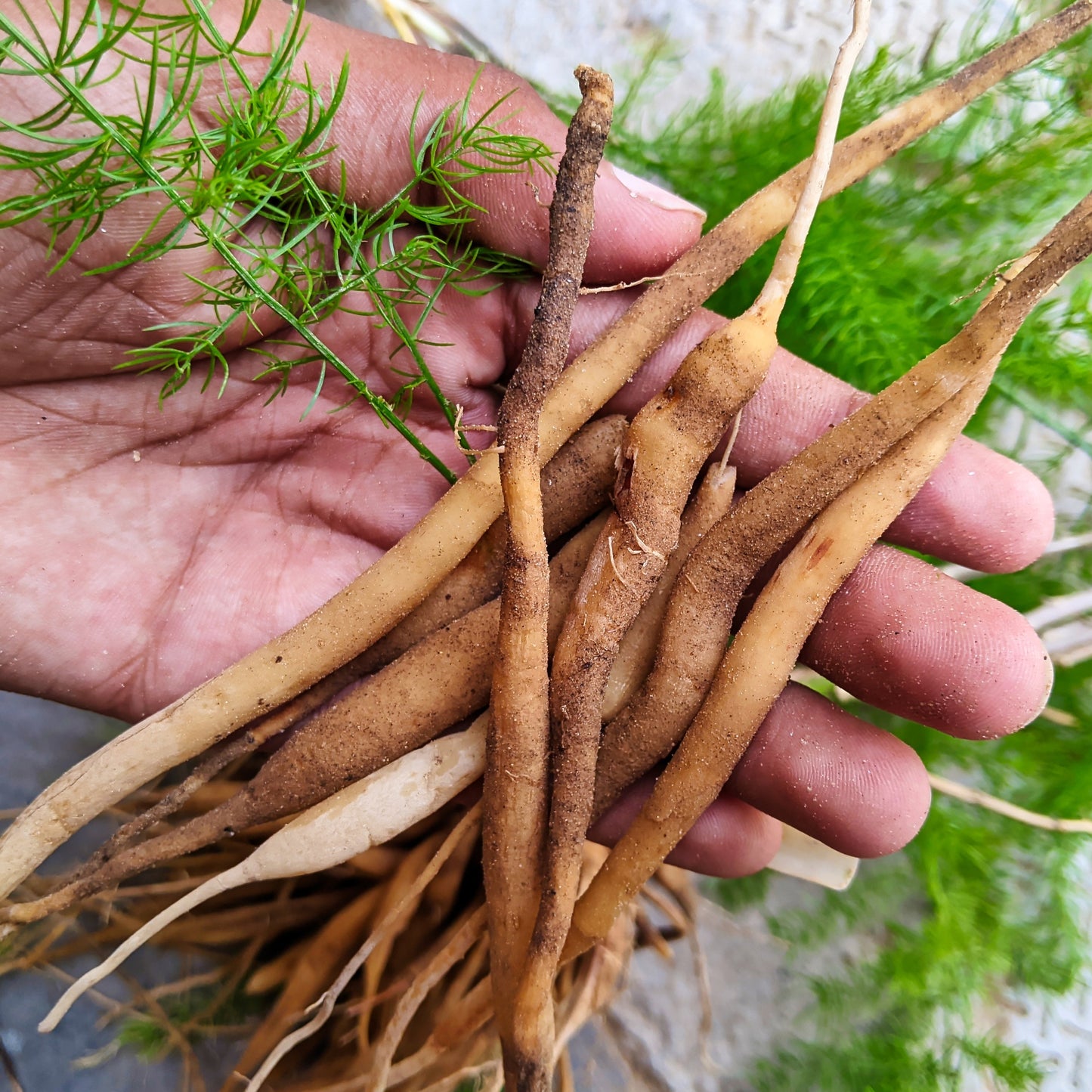  Shatavari root
