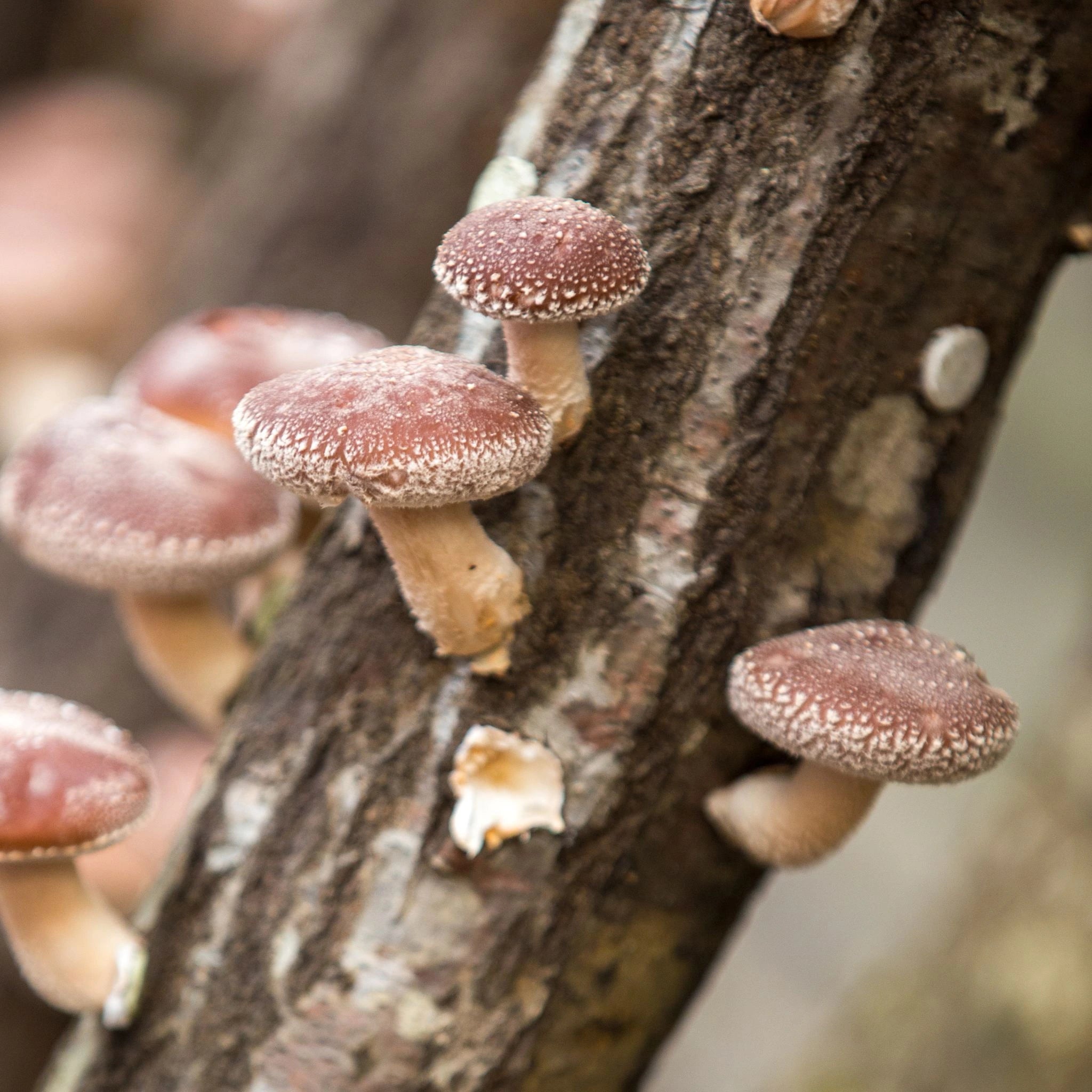 Close-up of shiitake mushrooms (Lentinula edodes) growing on tree bark, valued for their rich source of beta-glucans, vitamins, and minerals that naturally support immune health, vitality, and overall wellness.