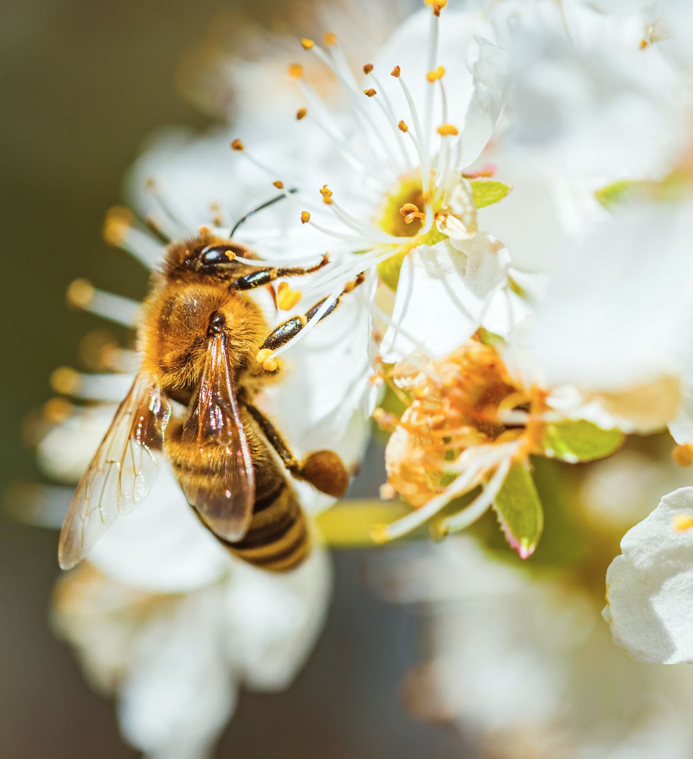 close up of Bee on white blossom, sustainability  impact regeneration Intentionally Natural NZ
