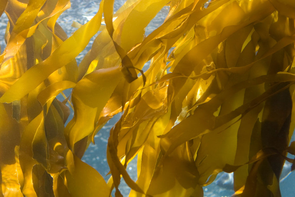 Durvillea Potatorum Tasmanian kelp extract golden seaweed rich in polysaccharides for deep hydration and skin barrier support.