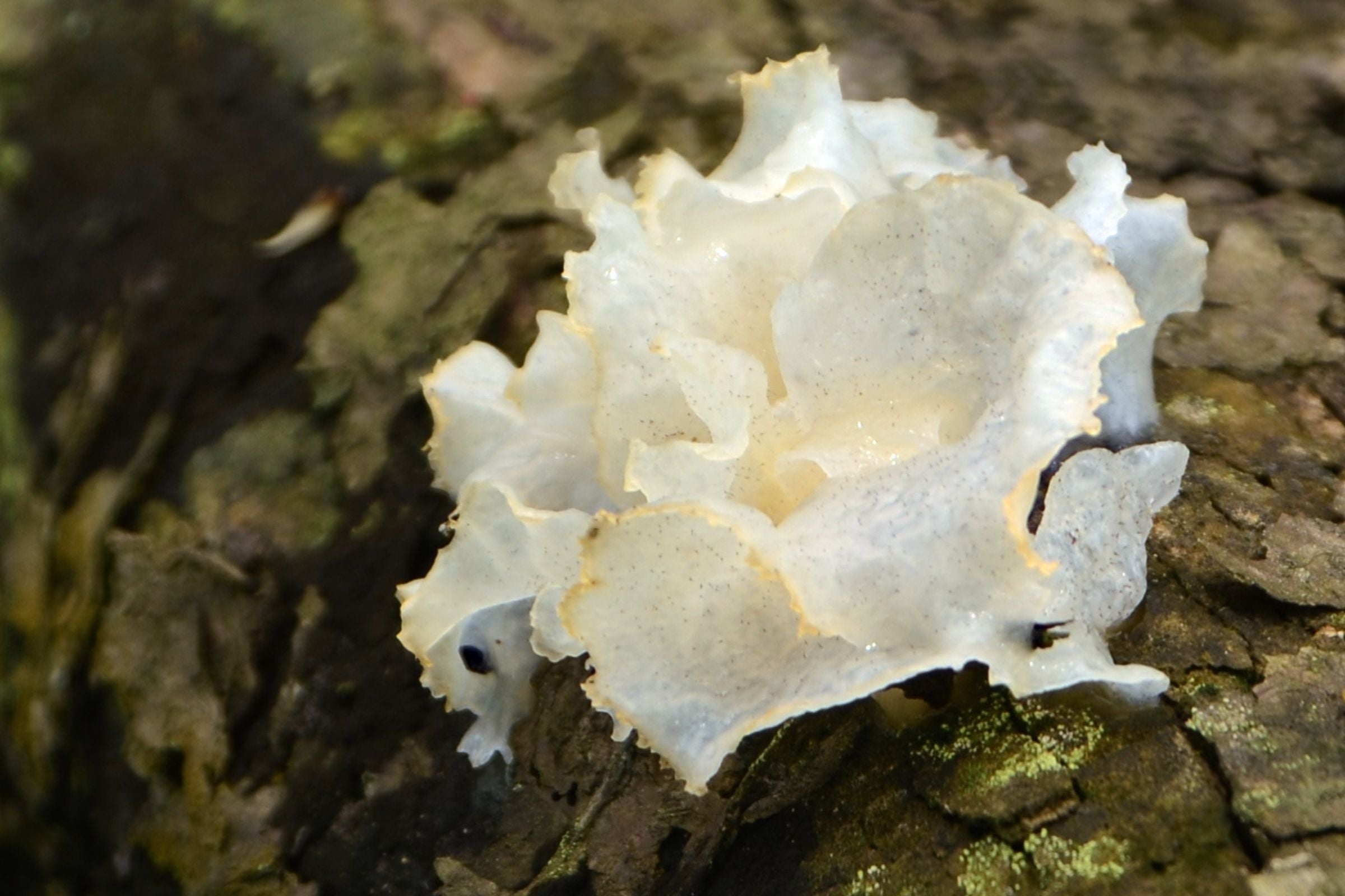 Macro view of Tremella fuciformis fruiting body mushroom rich in polysaccharides used in hydrating skincare and wellness formulations.