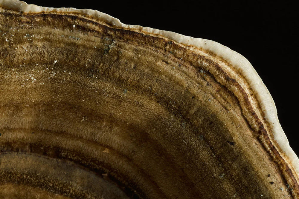 Close-up of Turkey Tail mushroom showing layered bands and fine texture – adaptogenic ingredient for immune support.