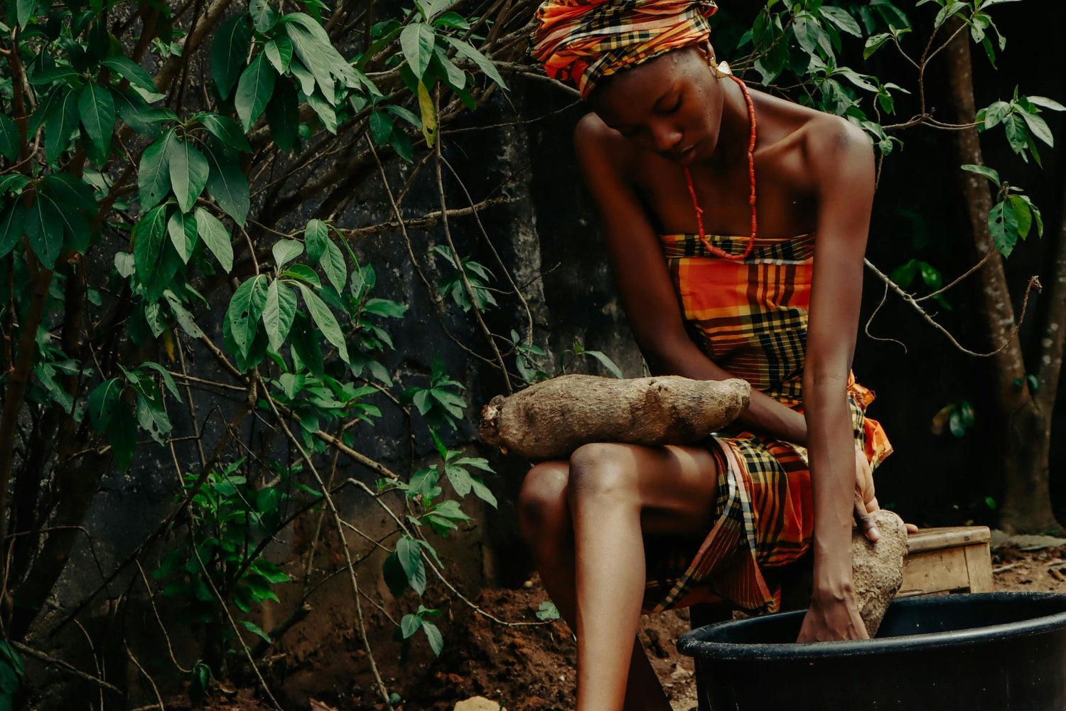 A woman in a colorful dress traditionally harvesting wild yam  (Dioscorea villosa) in rural setting