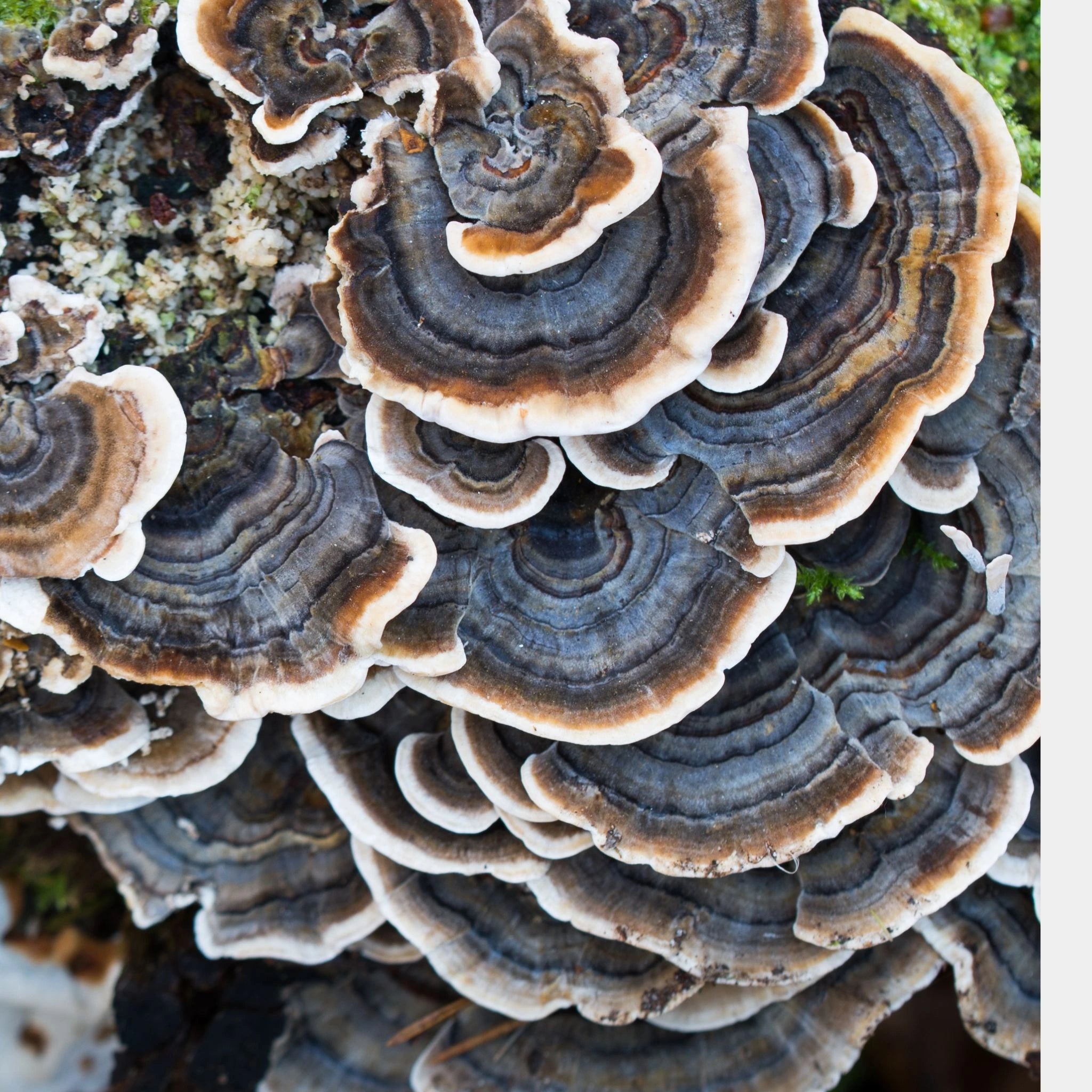 Close-up of layered turkey tail mushrooms (Trametes versicolor), showcasing their vibrant rings of blue, brown, and white, prized for supporting gut health, immunity, and cellular vitality through natural polysaccharides and antioxidants.