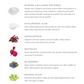 Infographic of Vanessa Megan Astaxanthin and Marine Collagen Skin Boost active ingredients, featuring marine collagen peptides, astaxanthin, hyaluronic acid, Kakadu plum, blueberry, and beetroot powders with descriptions of their benefits for skin hydration, collagen production, and antioxidant support.