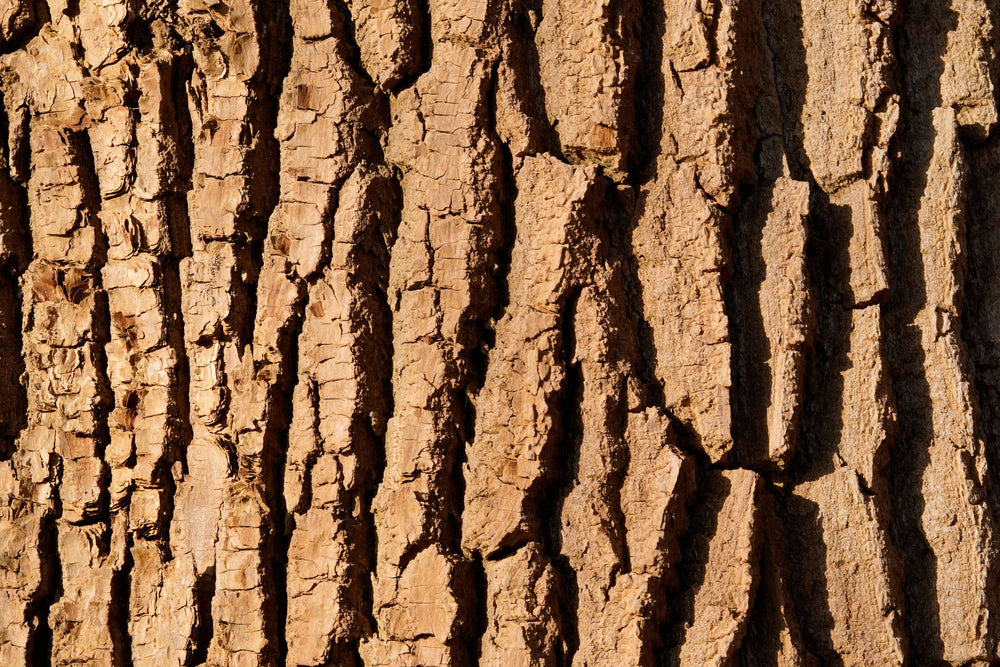 Close up of natural willow bark used for extract in skincare health and wellness products.