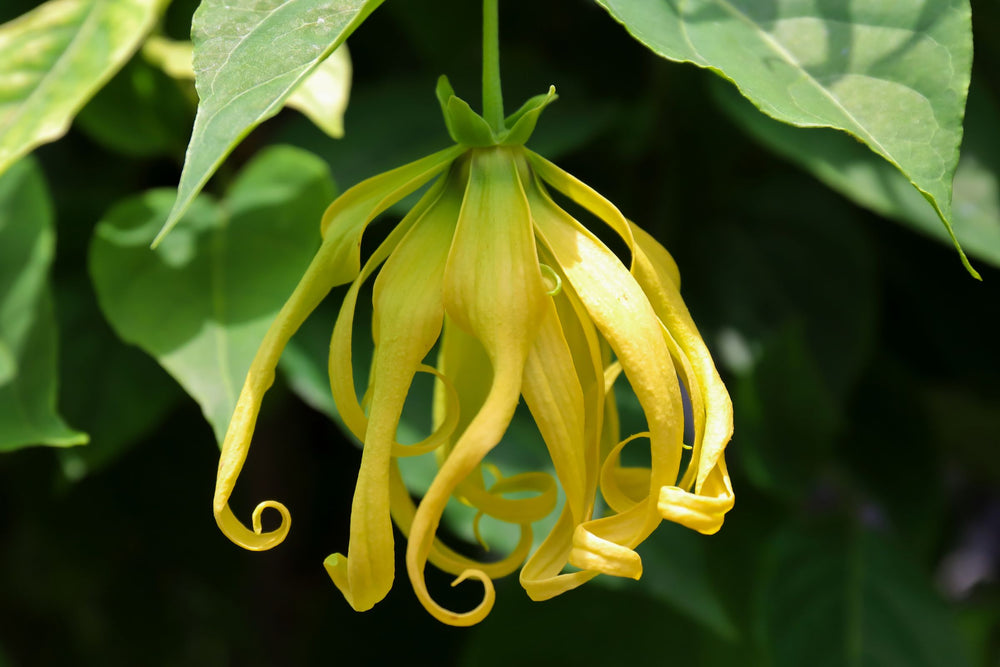 Close-up of Cananga odorata (Ylang Ylang) flower – a fragrant botanical prized for its mood-balancing and skin-soothing properties, featured in natural skincare and aromatherapy products at Intentionally Natural NZ