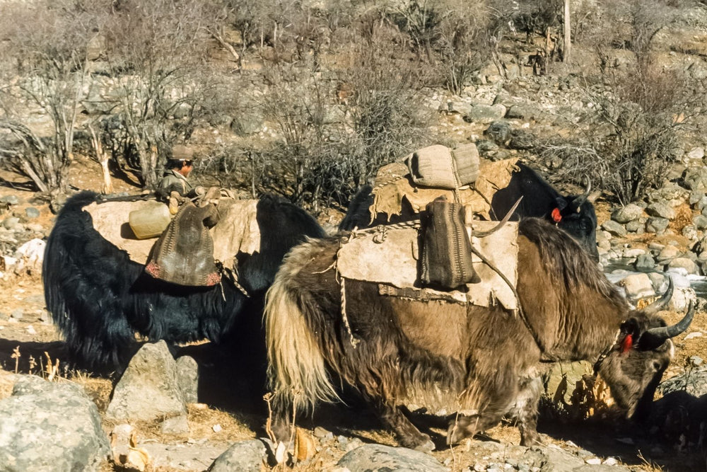 Two yaks carrying packs of supplies on their backs, standing on a rocky, brush-covered mountain path in TIbet.