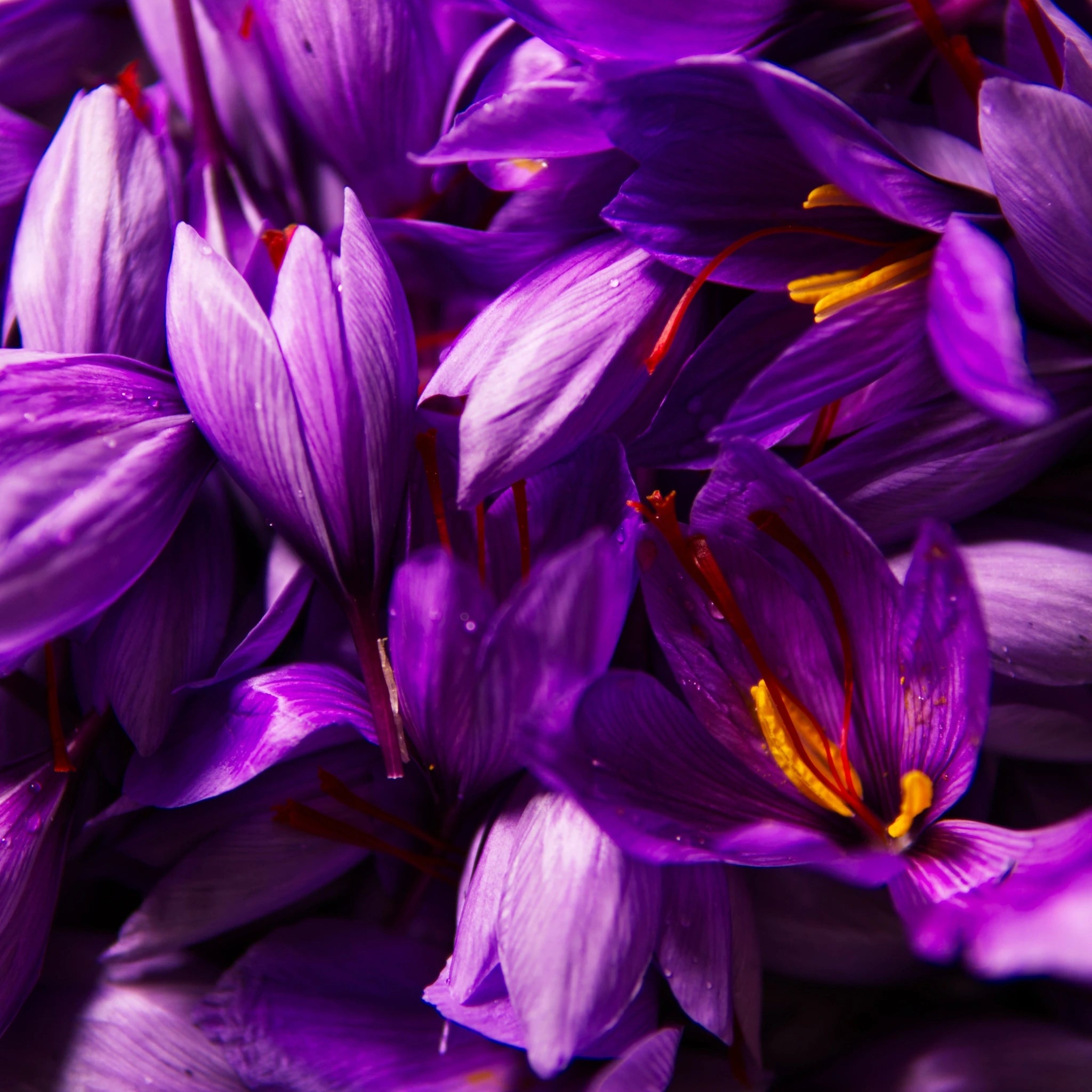 Saffron (Crocus Sativus): 